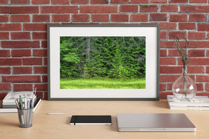 Dense evergreen textures and weathered trunks fill a quiet Canadian forest scene