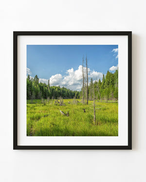 Tall bare trees stand in a green Haliburton meadow beneath blue sky and white clouds