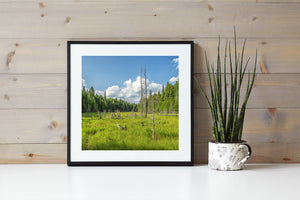 White clouds drift above a sunny Ontario meadow bordered by dense forest