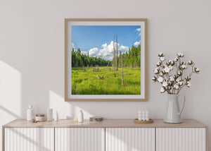 A quiet woodland clearing combines bare tree silhouettes and vibrant green foliage