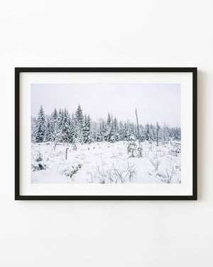 Snow-covered evergreens stand in a pale winter clearing in the Haliburton Highlands