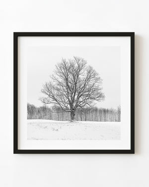 A lone bare maple tree stands in a snowy Haliburton field in black and white