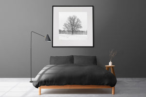 Fine bare branches form an intricate silhouette in a quiet Ontario winter field