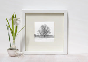 A solitary maple contrasts with white snow and a soft grey winter sky
