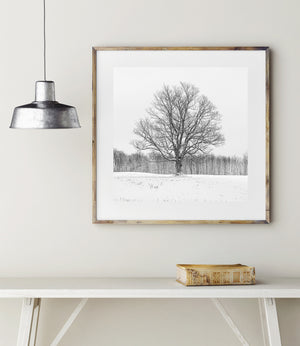 A broad-crowned tree anchors a peaceful snow-covered Haliburton landscape