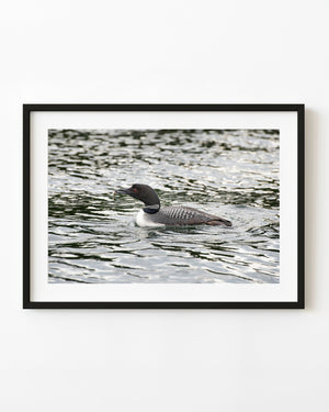 A red-eyed loon swims with a minnow in its bill on a Haliburton lake