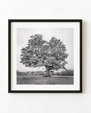 A broad maple tree holds a rustic treehouse and ladder in a Haliburton field in black and white