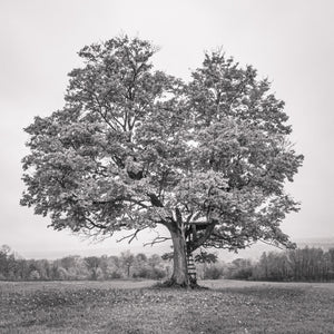 A wooden ladder leans against a mature maple beneath its wide leafy crown