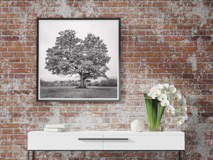 A square monochrome photograph captures a treehouse tucked into maple branches