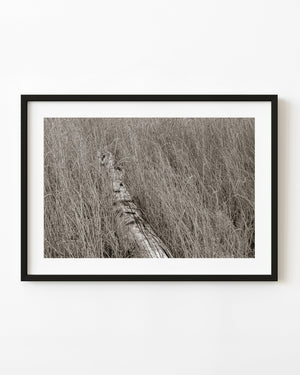 A weathered fallen log lies among fine marsh grasses in a toned monochrome Haliburton photograph