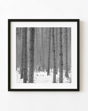 Rows of pine trunks stand in a snowy Haliburton forest in black and white