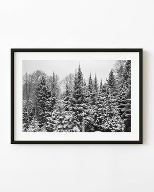 Snow covered pine trees in a Haliburton winter forest