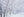 Dense forest branches coated in fresh winter snow