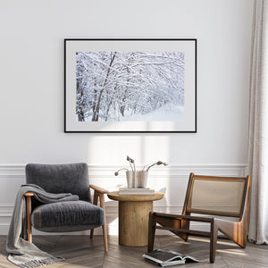 Ontario winter forest scene with tangled snowy branches