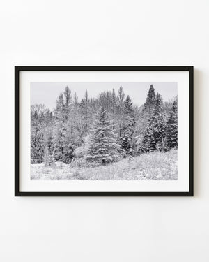snow covered forest trees in haliburton ontario black and white