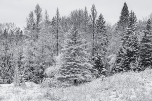 winter forest landscape with fresh snowfall in ontario canada