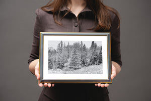 black and white woodland scene with snow covered evergreen trees