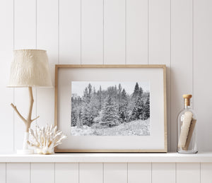 haliburton ontario forest trees after early winter snowfall