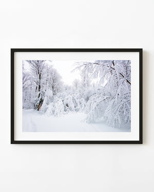 Heavy snow drapes bending branches in a quiet Haliburton winter woodland