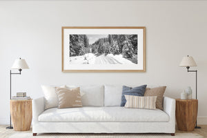 Sunlight casts tree shadows across a snowy path lined with conifers