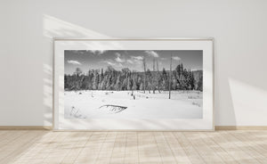 Dead trees rise above a snowy wetland with dense woodland behind