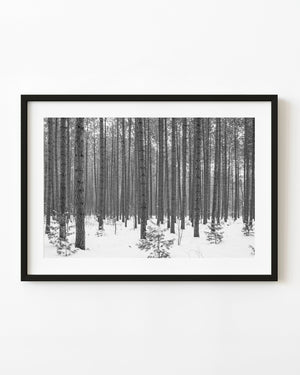 Snow covered trees in a winter forest in Haliburton Ontario