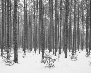 Black and white photo of tall straight trees in winter snow