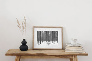 Monochrome image of a quiet snow filled Haliburton forest