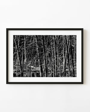 Bare swamp trees and tangled branches fill a Haliburton wetland in black and white