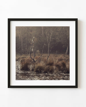 Bare trees and tawny grasses rise from a misty Haliburton swamp in muted earth tones