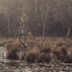 Cobwebs stretch between weathered branches above still marsh water