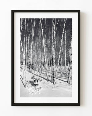 Black and white birch forest in winter snow