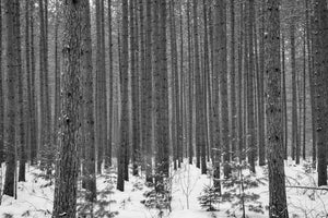 Textured dark bark contrasts with white snow and fine winter branches