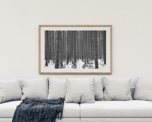 Snow-covered saplings cluster beneath tall trunks in an Ontario forest