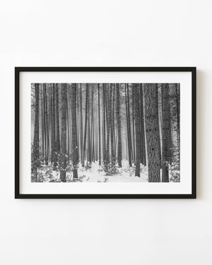 Tall straight trunks rise above snowy ground in a misty Haliburton forest in black and white