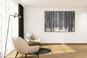 Small evergreens stand beneath tall trees in a snowy Ontario woodland