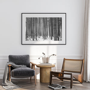Dark bark contrasts with white snow across a quiet Haliburton forest