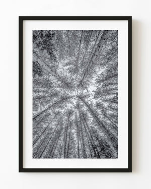 Upward view of tall winter trees in a dense black and white forest