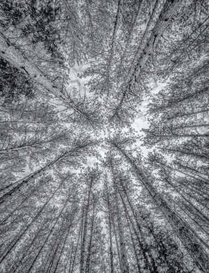 Foto in bianco e nero delle cime degli alberi di Haliburton in inverno