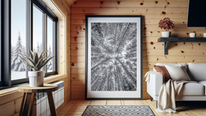 Tall pine trees reaching upward in snowy Haliburton forest