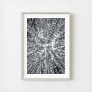 Upward view of tall winter trees in a dense black and white forest