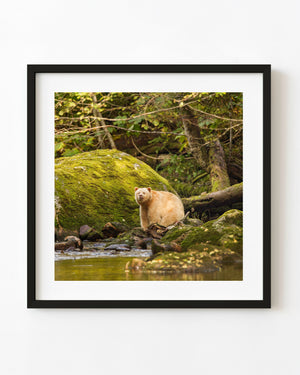 Cream-coloured spirit bear beside a mossy stream in Hartley Bay, British Columbia.