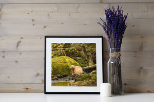 Hartley Bay spirit bear against green moss and dark woodland beside flowing water.