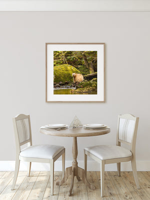 Spirit bear framed by mossy rocks, forest logs and a shallow woodland stream.