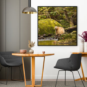 Colour wildlife photograph of a spirit bear resting beside a moss-covered stream.