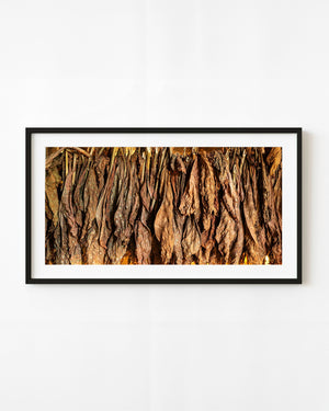 Rows of drying tobacco leaves hanging inside a Cuban curing barn