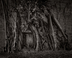 A narrow open door sits beneath thick tree roots spreading across a Havana fortress wall.