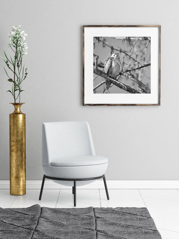 Hawk bird of prey on a branch in the spring | Wall Art