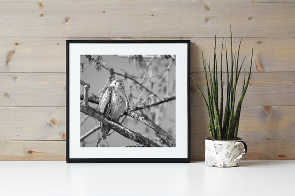 Hawk bird of prey on a branch in the spring | Photo Art Print