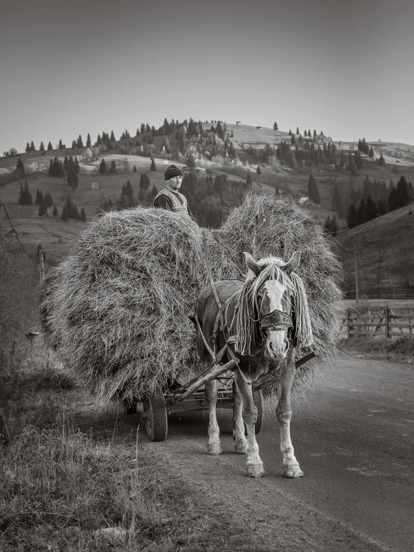 Haymaking in rural Romania with horse